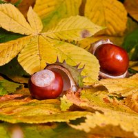 Interesanti fakti par rudens talismanu – kastaņas koku
