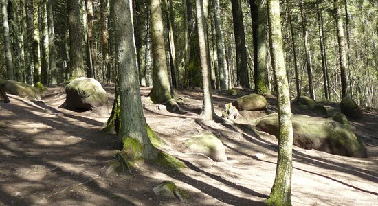 Ekspertiem bažas par Pokaiņu meža nākotni mežizstrādes dēļ