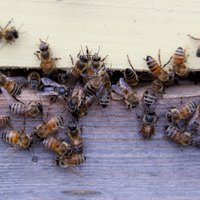 Pie Čiekurkalna ūdenstorņa novieto 20 bišu stropus