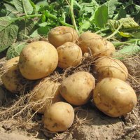 Audzētāju ieteikumi: agrākās, ražīgākās un pret slimībām izturīgās kartupeļu šķirnes