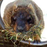 Latvijas murkšķi laiku nepareģo un guļ ziemas miegā