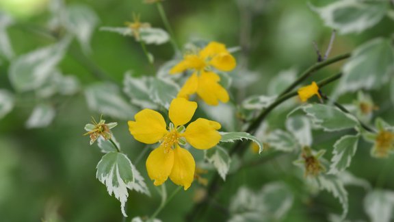 Japānas kerija, krūms, ziedi, dārzs, Variegata