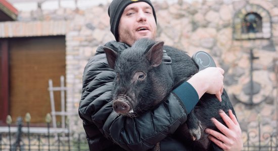 Ēd savus radiniekus, vizinās mustangos un dibinās kārtību Jelgavā. Sivēna Žorika stāsts