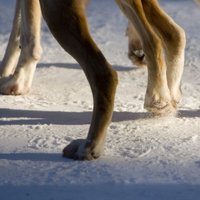 Ugālē uz balkona badinātā suņa lietā tomēr sāk kriminālprocesu