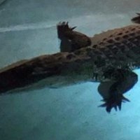 Video: Ģimene Floridā savā peldbaseinā atrod aligatoru