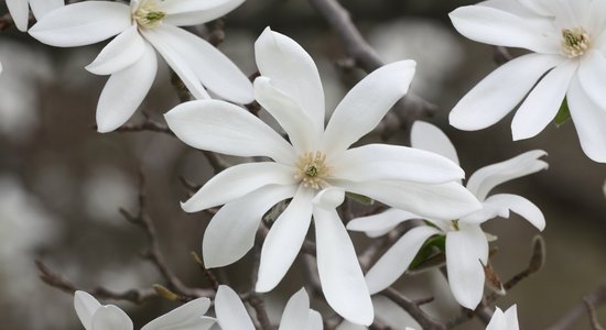 Foto: Skaistā magnoliju ziedēšana Rīgā