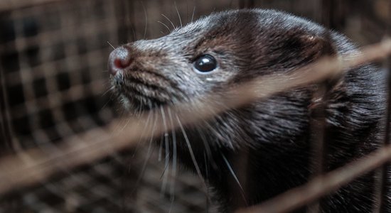 Covid-19 perēklis zvēraudzētavā: valsts neprasīs izkaut ūdeles; būs stingrākas biodrošības prasības