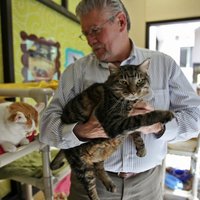 Приют для животных устроил распродажу толстых котов