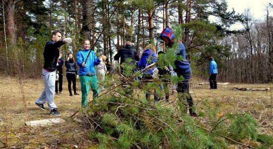 Foto: Valmieras jaunieši sakopj pilsētas dižozolus