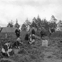 Архивные ФОТО: Как в Латвии раньше картошку собирали