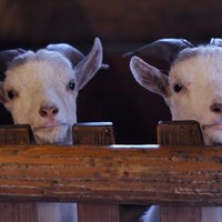 Latvijas pierobežā apstiprina saslimšanu ar aitu un kazu bakām