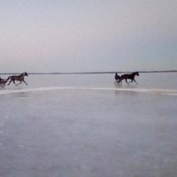 Video: Aktīvisti Latgalē Lieldienās ar zirga pajūgu dodas pāri aizsalušam ezeram