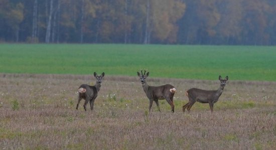 В понедельник в Латвии сохранится пасмурная погода, в Курземе - небольшой дождь 