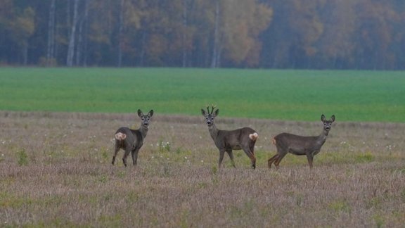 stirnas, rudens, lauki, meža dzīvnieki, pļava