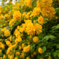 Saulainā ziedu bumba, kas priecē pavasarī – Japānas kerija