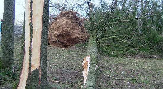 VUGD izsaukumu skaits spēcīgā vēja radīto seku novēršanai pieaudzis līdz 187