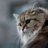 Kaķu šķirne: Sibīrijas meža kaķis
