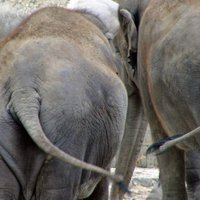 Nežēlībā vainotais ziloņu dresētājs Holšers noliedz cietsirdību; video redzams strādnieks
