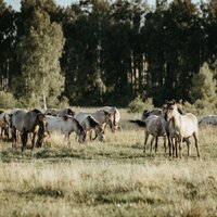 Atjaunota viena no vecākajām dabas takām Latvijā – Jēču dzirnavu taka