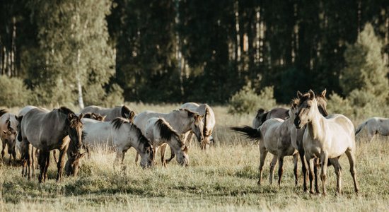 Atjaunota viena no vecākajām dabas takām Latvijā – Jēču dzirnavu taka