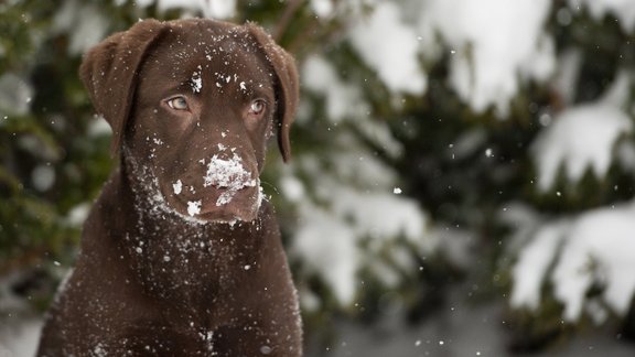  suns labradors ziema sniegs