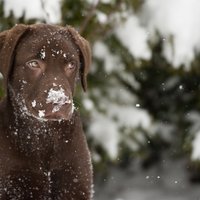 Lai suns nenosalst un nepazūd – priekšnoteikumi mierīgai dzīvei ziemā