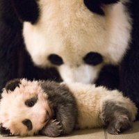 Foto: Augustā dzimušais pandu lācēns Bovālas zoodārzā Francijā krietni apvēlies