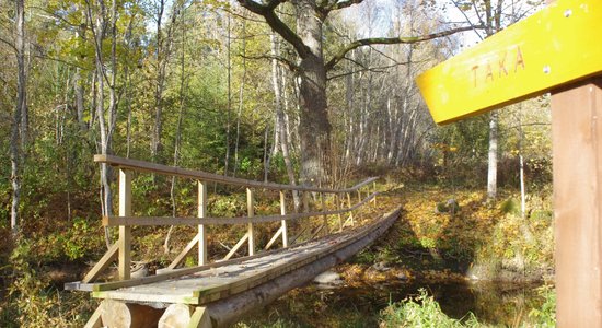 Ķirbižu meža taka ar dižozolu un burbuļojošu upīti, kur barons reiz gājis vīnu dzert