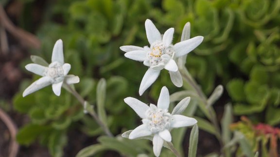 Sibīrijas ēdelveiss, ēdelveiss, Leontopodium palibinianum