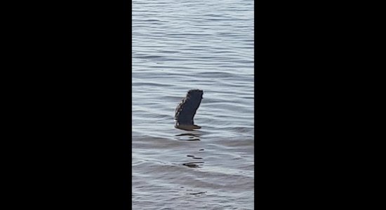 ВИДЕО: Бобр принял ванну на пляже в Саулкрасти