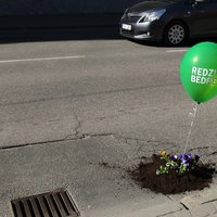 Foto: Rīgas ielu bedrēs zied atraitnītes
