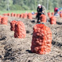 Трагедия латвийских овощеводов: некоторые овощи подешевели наполовину