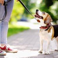 Suņa vešana pie pavadas – kādi noteikumi uz to attiecas