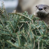 Latvijā sākusies meteoroloģiskā ziema; diena būs mākoņaina