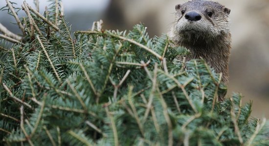 Latvijā sākusies meteoroloģiskā ziema; diena būs mākoņaina