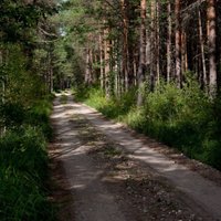 Зоологи: в лесах Латвии могут объявиться шакалы