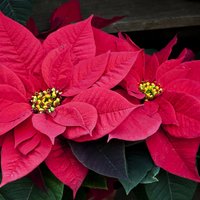 Ziemassvētku puķe puansetija un tās simboliskā nozīme