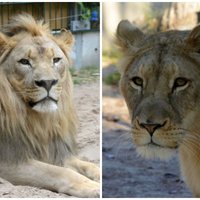 'Īsta francūziete' un tēviņš ar īpašu diētu – kā dzīvo Rīgas zoodārza lauvu pāris