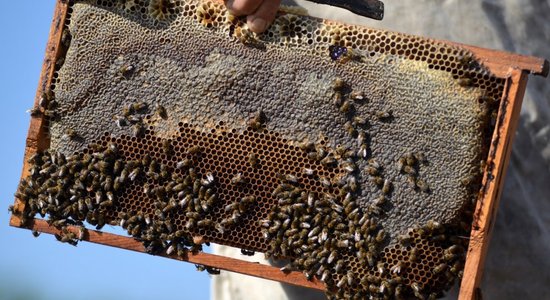 Biškopji skolēnus iepazīstinās ar medu un tā īpašībām