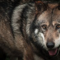 Под Мадоной на овец нападают волки: отстреливать хищников запрещено