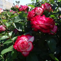 Foto: Rundāles pils franču dārzā aicina lūkot ziedošās rozes