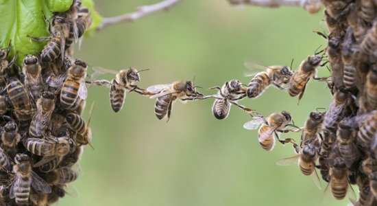 Biedrība: Šogad bites kopumā pārziemojušas veiksmīgi