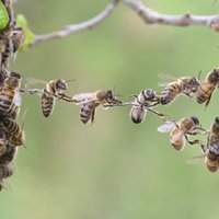 Biedrība: Šogad bites kopumā pārziemojušas veiksmīgi