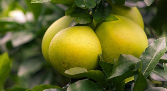 Pomelo – lielākais no citrusaugļiem un gandrīz 'mājas aptieciņa' kokā