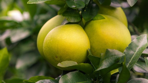 Pomelo, augļi