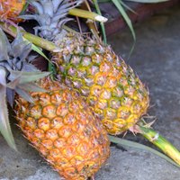 Cilvēku apmātība ar luksusa augļiem – 364 eiro par ananasu