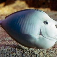 Anglijā apskatāma dīvaina zivs ar cilvēka seju