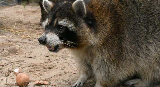 Rīgas zoo jenotiem Jaškam, Pelmenim un Cepelīnam jauna mājvieta