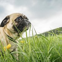 Suns ēd zāli, zemi vai citu dzīvnieku fekālijas: vetārsti min iespējamos iemeslus