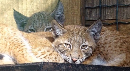 Lūsija, Jakobīne un Jete - tā sauks Rīgas Zoo dzimušās lūšu meitenes